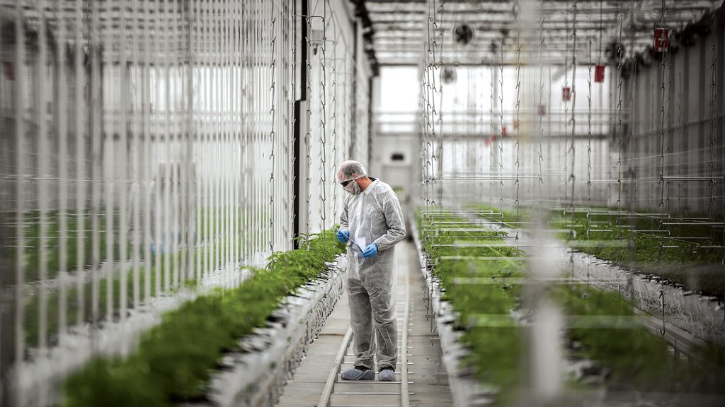 Pioneirismo: cultivo indoor de cannabis para fins medicinais em Portugal