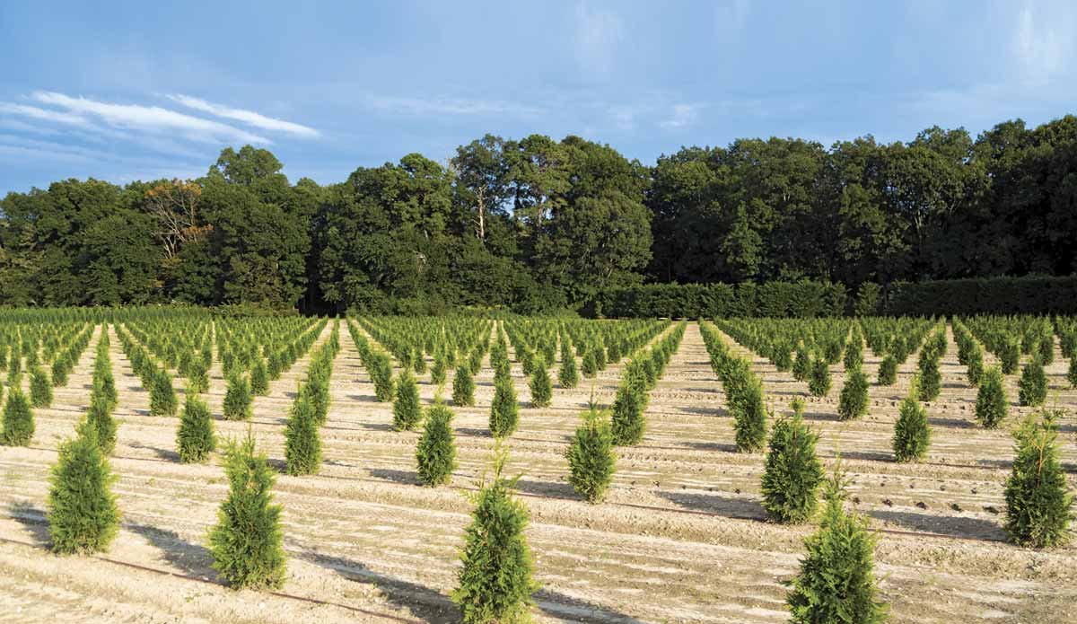 Como lucrar com o campo mesmo sem plantar