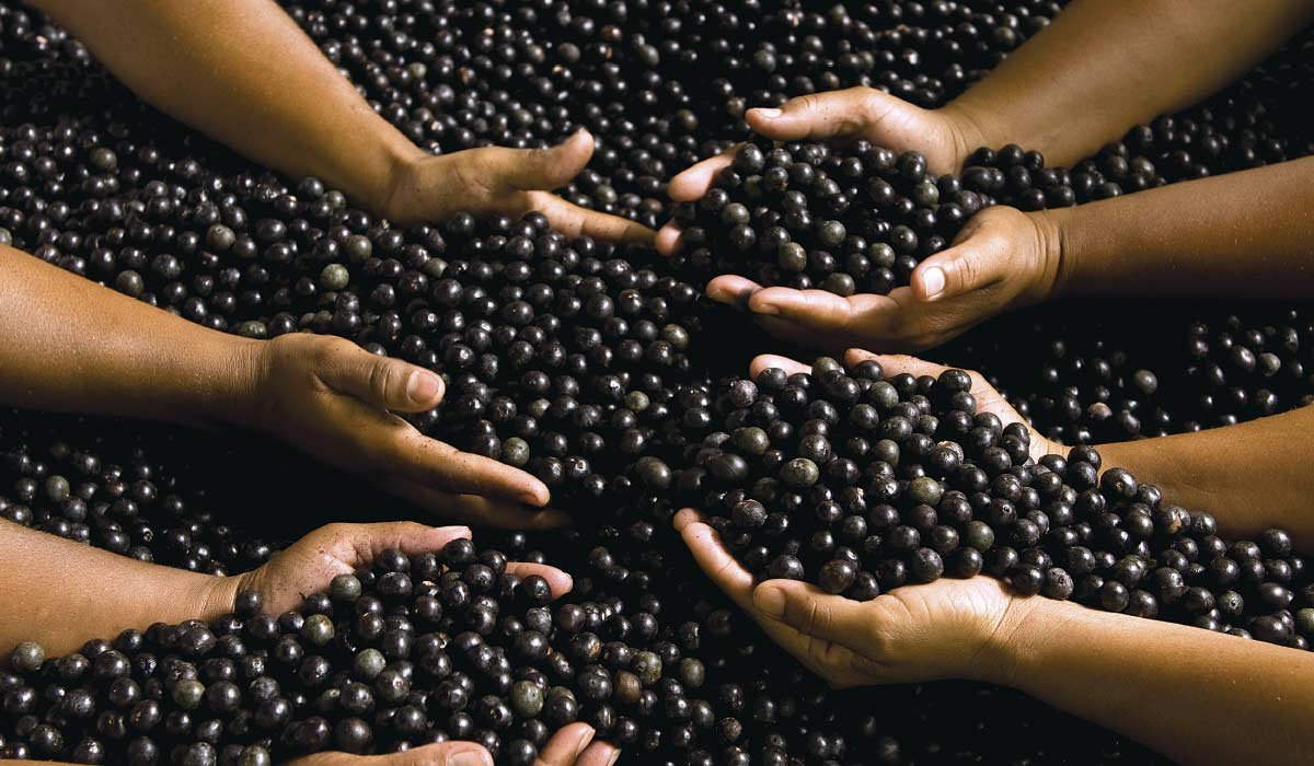 Colhendo os melhores frutos da bolsa