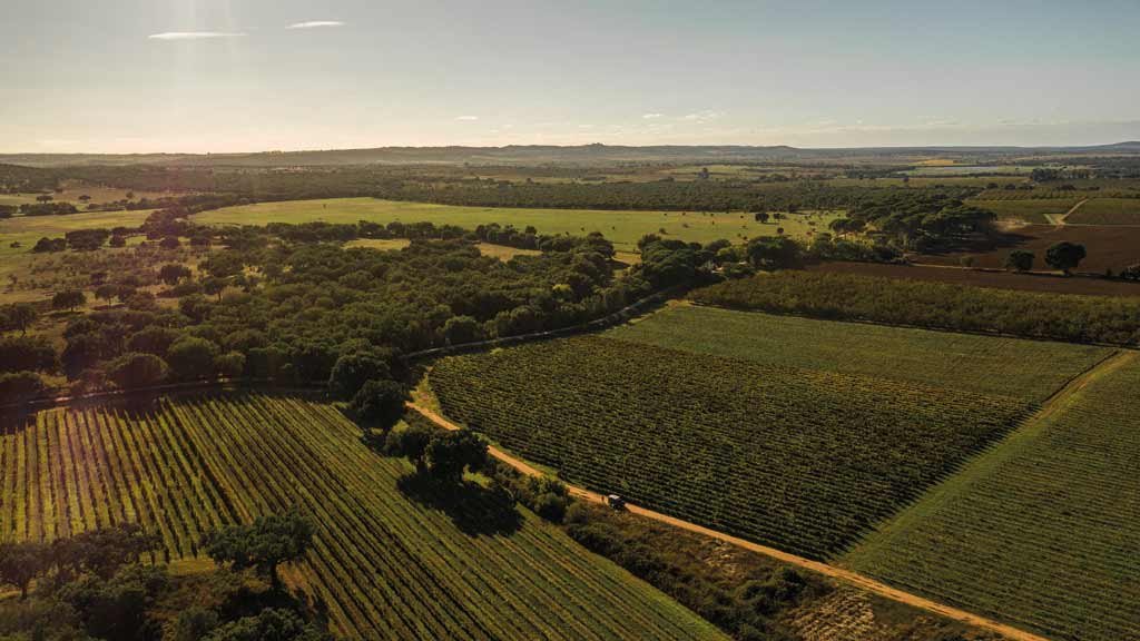 vinhos